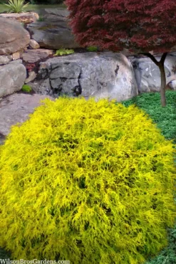 King's Gold Sawara False Cypress - 2 Gallon Pot