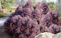 Heatherbun Atlantic White Cedar (Chamaecyparis Thyiodes) - 2 Gallon Pot -OLALA Plant Shop chamaecyparis thyoides heatherbun atlantic white cedar 2