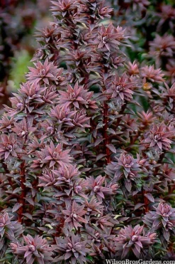 Red Star Cedar - 1 Gallon Pot -OLALA Plant Shop chamaecyparis thyoides red star cedar 8