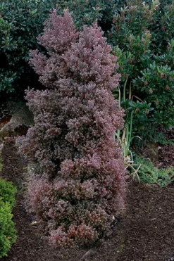 Red Star Cedar - 1 Gallon Pot -OLALA Plant Shop chamaecyparis thyoides red star white cedar 2