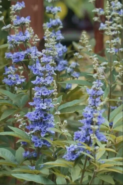 Blue Chaste Tree - Vitex Agnus-castus - 1 Gallon Pot -OLALA Plant Shop chaste tree blue 103 1