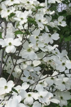 Jean's Appalachian Snow White Dogwood Tree - 7 Gallon Pot (5-6')