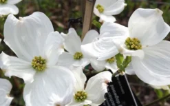 Jean's Appalachian Snow White Dogwood Tree - 7 Gallon Pot (5-6') -OLALA Plant Shop cornus florida jeans appalachian snow white dogwood 4