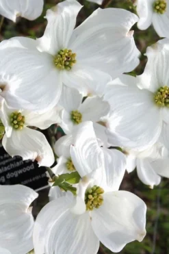 Jean's Appalachian Snow White Dogwood Tree - 7 Gallon Pot (5-6') -OLALA Plant Shop cornus florida jeans appalachian snow white dogwood 5