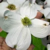 Super Princess White Dogwood - 3 Gallon Pot