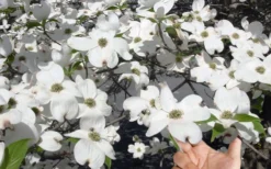 Super Princess White Dogwood - 3 Gallon Pot -OLALA Plant Shop cornus florida super princess dogwood 3