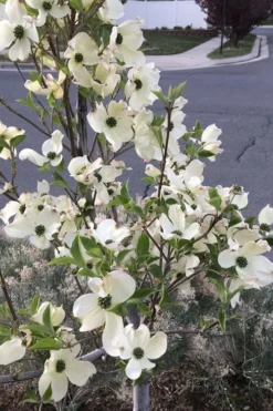 Super Princess White Dogwood - 3 Gallon Pot -OLALA Plant Shop cornus florida super princess dogwood 4