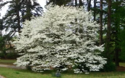 Native White Flowering Dogwood (Cornus Florida) - 3 Gallon Pot -OLALA Plant Shop cornus florida white flowering dogwood 1