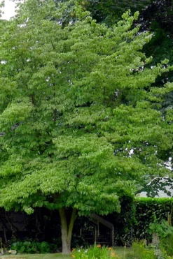 Native White Flowering Dogwood (Cornus Florida) - 3 Gallon Pot -OLALA Plant Shop cornus florida white flowering dogwood 3