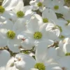 Native White Flowering Dogwood (Cornus Florida) - 3 Gallon Pot
