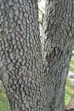 Native White Flowering Dogwood (Cornus Florida) - 3 Gallon Pot -OLALA Plant Shop cornus florida white flowering dogwood 8