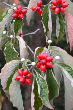 Native White Flowering Dogwood (Cornus Florida) - 3 Gallon Pot -OLALA Plant Shop cornus florida white flowering dogwood fruit berries 9