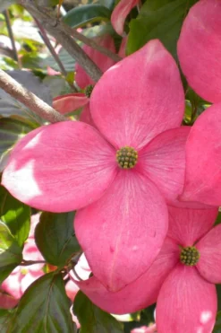 Pink Chinese Dogwood - Cornus Kousa 'Satomi' - 3 Gallon Pot -OLALA Plant Shop cornus kousa satomi pink dogwood 20
