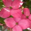 Pink Chinese Dogwood - Cornus Kousa 'Satomi' - 5 Gallon Pot
