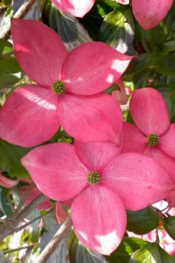 Pink Chinese Dogwood - Cornus Kousa 'Satomi' - 3 Gallon Pot