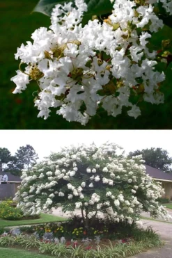 Acoma Weeping White Crape Myrtle - 6 Pack Of 1 Gallon Pots -OLALA Plant Shop crape myrtle acoma 500x750 1