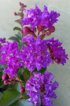 Catawba Purple Crape Myrtle - 1 Gallon Pot