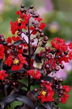 Center Stage Red Black Leaf Crape Myrtle - 3 Gallon Pot -OLALA Plant Shop crape myrtle center stage red 1 1
