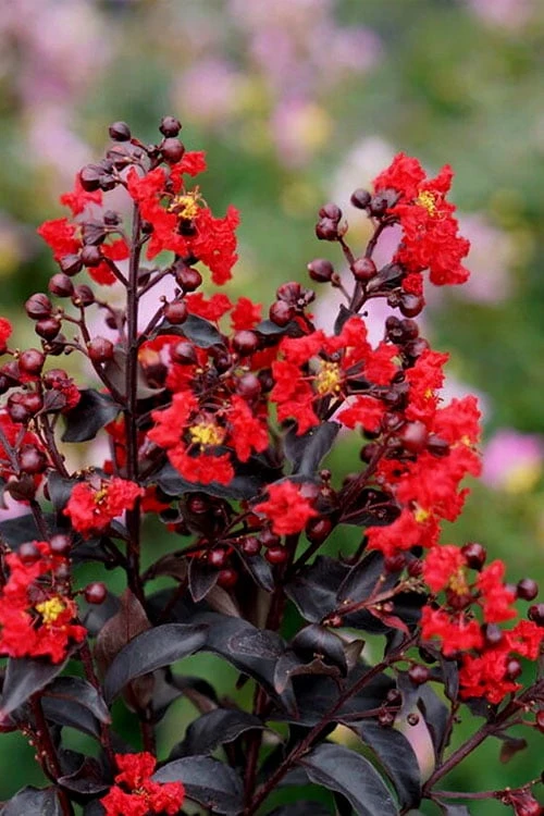 Center Stage Red Black Leaf Crape Myrtle -2 Gallon Pot 1 Center Stage Red Black Leaf Crape Myrtle -2 Gallon Pot