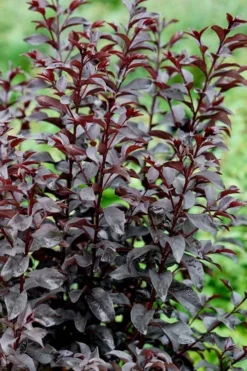 Center Stage Red Black Leaf Crape Myrtle -2 Gallon Pot 11 Center Stage Red Black Leaf Crape Myrtle -2 Gallon Pot -OLALA Plant Shop crape myrtle center stage red 4