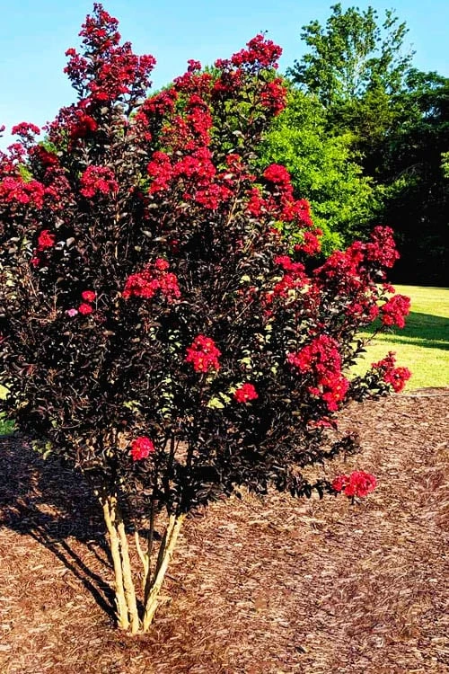 Center Stage Red Black Leaf Crape Myrtle -2 Gallon Pot 4 Center Stage Red Black Leaf Crape Myrtle -2 Gallon Pot - Image 4