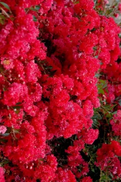 Cherry Dazzle Dwarf Crape Myrtle - 2 Gallon Pot -OLALA Plant Shop crape myrtle cherry dazzle 30 2