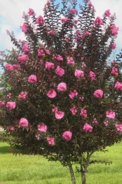 Delta Jazz Crape Myrtle - 3 Gallon Pot -OLALA Plant Shop crape myrtle delta jazz 50 1