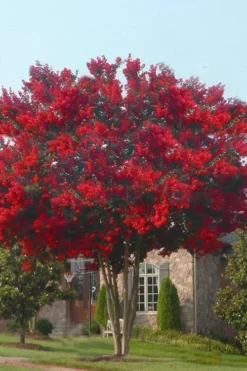 Dynamite Red Crape Myrtle - 5 Gallon Pot -OLALA Plant Shop crape myrtle dynamite 10 4