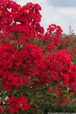 Miss Frances Red Crape Myrtle - 3 Gallon Pot -OLALA Plant Shop crape myrtle miss frances red 1