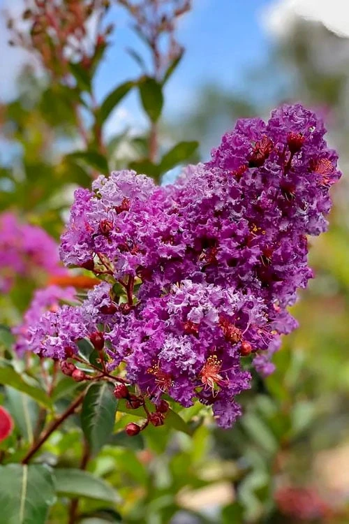 Miss Sandra Purple Crape Myrtle - 1 Gallon Pot 4 Miss Sandra Purple Crape Myrtle - 1 Gallon Pot - Image 4