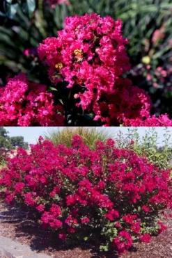 Princess Kylie Dwarf Crape Myrtle - 3 Gallon Pot -OLALA Plant Shop crape myrtle princess kylie 2