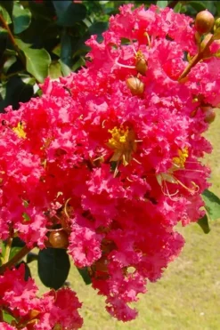 Tuscarora Watermelon Red Crape Myrtle - 5 Gallon Pot -OLALA Plant Shop crape myrtle tuscarora 7