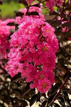 Twilight Magic Crape Myrtle Tree (Single Trunk) - 5 Gallon Pot 7 Twilight Magic Crape Myrtle Tree (Single Trunk) - 5 Gallon Pot -OLALA Plant Shop crape myrtle twilight magic 1 1