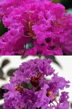 Twilight Purple Crape Myrtle - 6 Pack Of 1 Gallon Pots -OLALA Plant Shop crape myrtle twilight purple 22 4