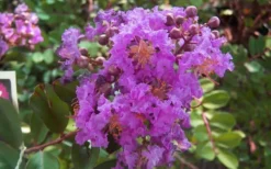 Early Bird Purple Crape Myrtle - 2 Gallon Pot 9 Early Bird Purple Crape Myrtle - 2 Gallon Pot -OLALA Plant Shop crapemyrtleearlybirdpurple