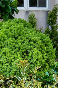 Dragon Prince Cryptomeria - 3 Gallon Pot 11 Dragon Prince Cryptomeria - 3 Gallon Pot -OLALA Plant Shop cryptomeria dragon prince dwarf japanese cedar 1 2