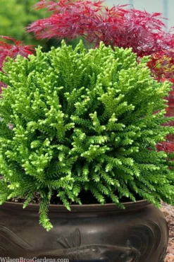 Dragon Prince Cryptomeria - 3 Gallon Pot 10 Dragon Prince Cryptomeria - 3 Gallon Pot -OLALA Plant Shop cryptomeria dragon prince dwarf japanese cedar 4 2