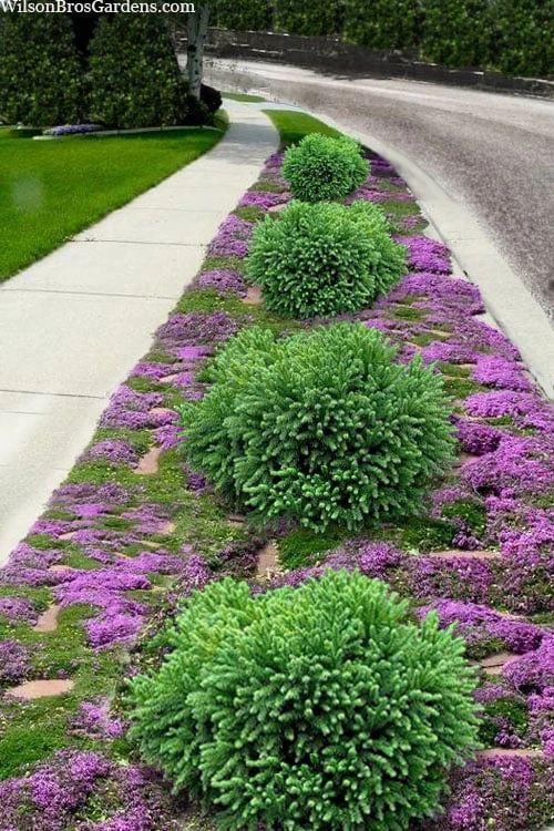 Dragon Prince Cryptomeria - 3 Gallon Pot 1 Dragon Prince Cryptomeria - 3 Gallon Pot