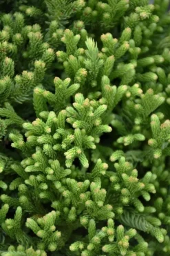 Dragon Warrior Cryptomeria - 3 Gallon Pot -OLALA Plant Shop cryptomeria dragon warrior japanese cedar 1