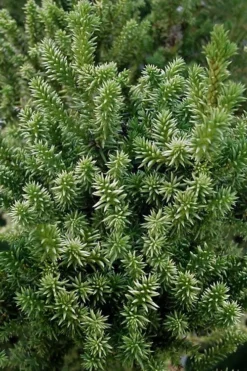 Vilmorin's Dwarf Cryptomeria (Japanese Cedar) - 1 Gallon Pot -OLALA Plant Shop cryptomeria japonica vilmoriniana dwarf japanese cedar 12
