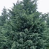 Naylor's Blue Leyland Cypress - 3 Gallon Pot