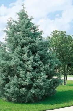 Carolina Sapphire Arizona Cypress - 7 Gallon Pot (3-4') -OLALA Plant Shop cupressus arizonica arizona carolina sapphire cypress 102