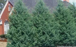 Carolina Sapphire Arizona Cypress - 3 Gallon Pot -OLALA Plant Shop cupressus arizonica arizona carolina sapphire cypress 103 1