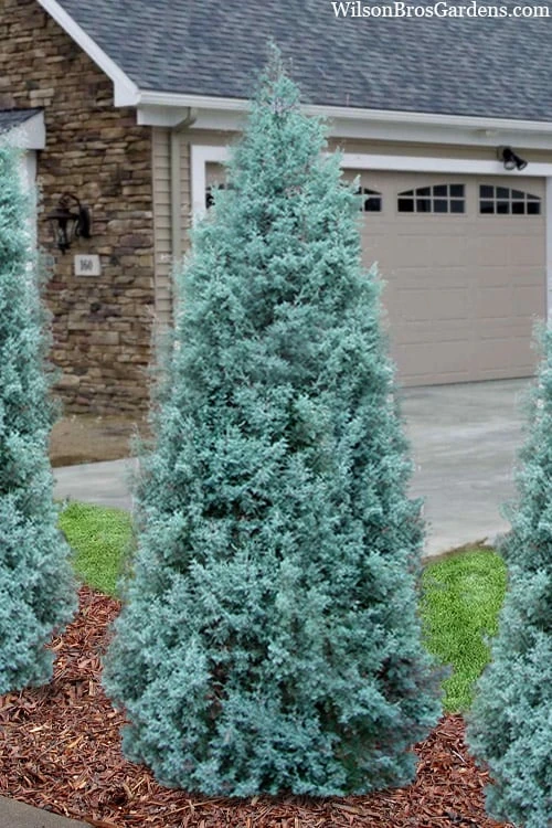 Blue Ice Arizona Cypress - 7 Gallon Pot (5-6') 4 Blue Ice Arizona Cypress - 7 Gallon Pot (5-6') - Image 4