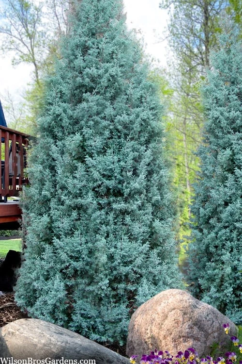 Blue Ice Arizona Cypress - 7 Gallon Pot (4-5') 6 Blue Ice Arizona Cypress - 7 Gallon Pot (4-5') - Image 6