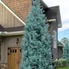 Blue Ice Arizona Cypress - 7 Gallon Pot (5-6')