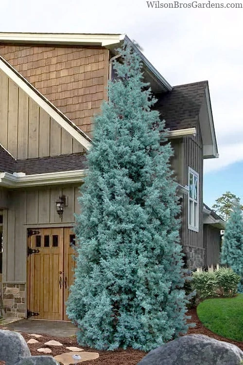 Blue Ice Arizona Cypress - 7 Gallon Pot (5-6') 1 Blue Ice Arizona Cypress - 7 Gallon Pot (5-6')