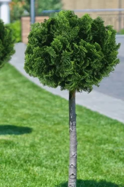 Dwarf Hinoki Cypress Topiary Tree (Standard) - Chamaecyparis Obtusa 'Nana Gracilis' - 1 Gallon Pot -OLALA Plant Shop cypress dwarf hinoki stand topiary tree form 1