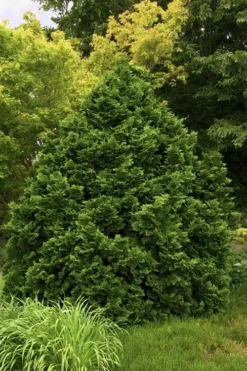 Tempelhof Hinoki Cypress - 3 Gallon Pot -OLALA Plant Shop cypress hinoki tempelhof 10