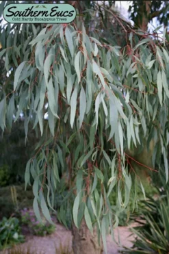 Angus Cold Hardy Eucalyptus Tree (Eucalyptus Nicholii) - Quart Pot -OLALA Plant Shop eucalyoptus nicholii angus 1 4